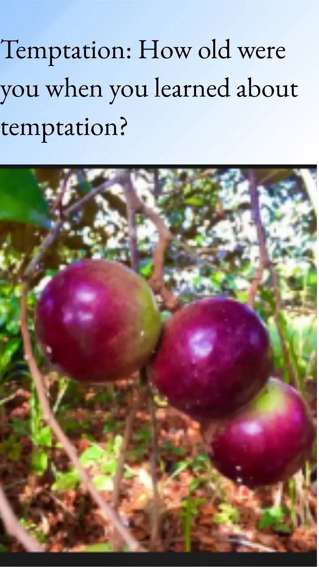Debbie vs The Star Apple Tree
